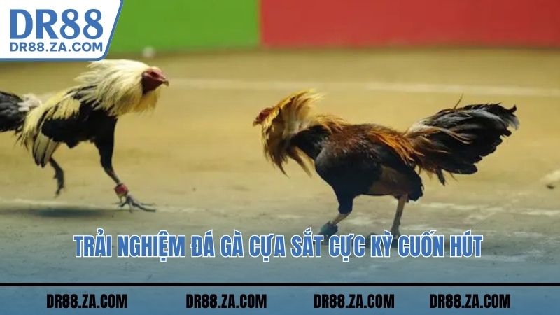 Trải nghiệm đá gà cựa sắt cực kỳ cuốn hút